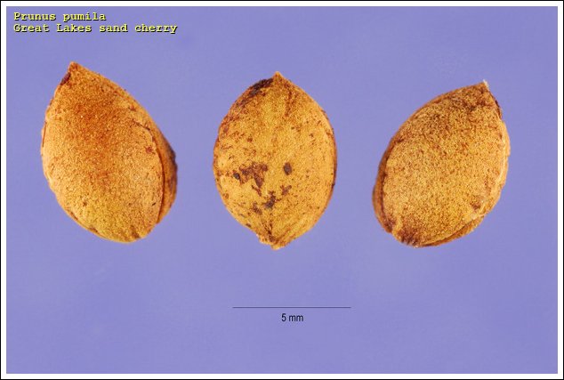 Great Lakes sand cherry - 23063 - English common name - Prunus pumila